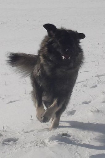 DSC02224 skupi fliegende galopp front